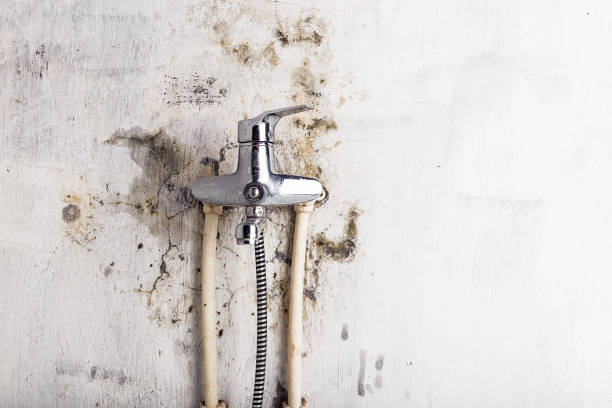 Best Mold Removal and Inspection  in Arthurdale, WV