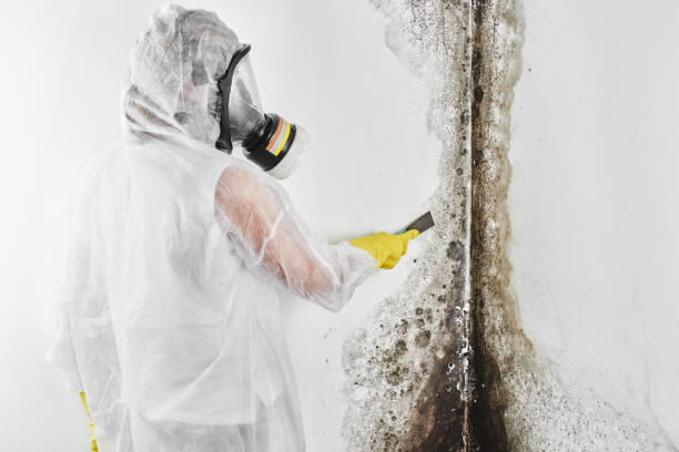 Best Mold Damage Repair  in Arthurdale, WV