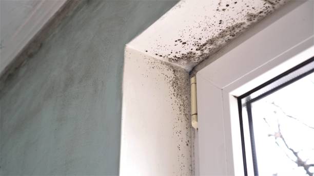 Best Crawl Space Mold Removal  in Arthurdale, WV