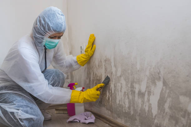 Best Mold Cleaning Services  in Arthurdale, WV