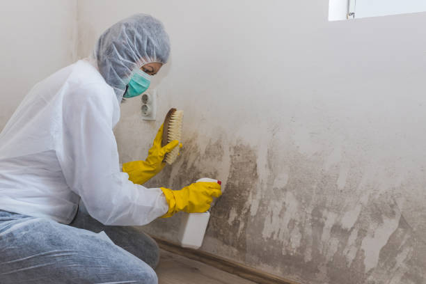 Best Local Mold Removal Service  in Arthurdale, WV