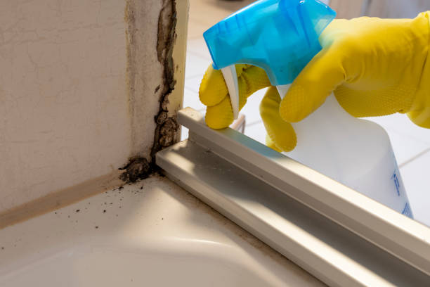 Best Local Mold Removal Service  in Arthurdale, WV