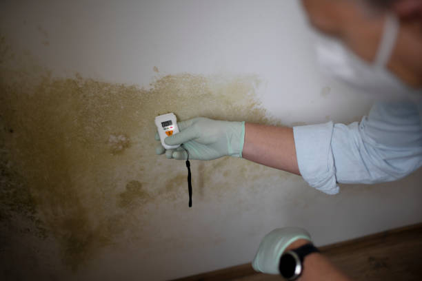 Mold Removal and Inspection in Arthurdale, WV