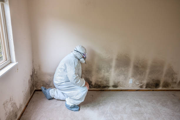 Best Certified Mold Removal  in Arthurdale, WV