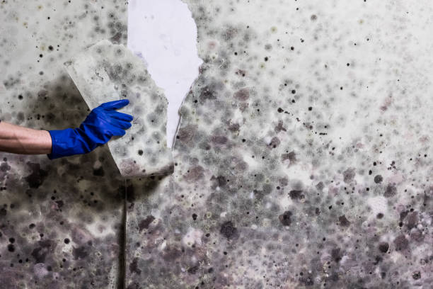 Best Toxic Mold Removal  in Arthurdale, WV